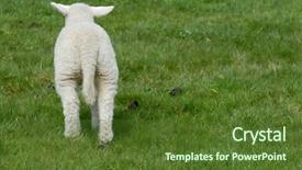 Presentation with europe - Beautiful PPT layouts featuring little lamb on the hallig backdrop and a  colored foreground