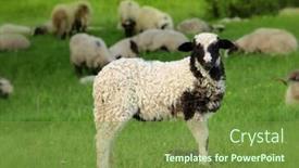  Presentation with alone - Presentation theme featuring little lamb standing alone with its family in the background background and a tawny brown colored foreground