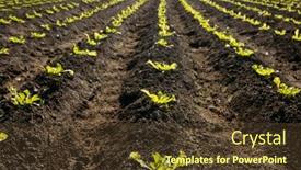  Presentation with lettuce - 