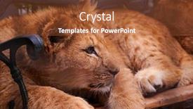  Presentation with bench vise - Audience pleasing PPT layouts consisting of little-lionet-lying-on-bench backdrop and a tawny brown colored foreground