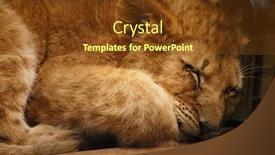  Presentation with sleeping - Presentation theme featuring little-lionet-sleeping-on-bench background and a tawny brown colored foreground