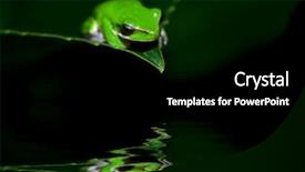  Presentation with water leaf - Presentation design consisting of little litoria fallax dwarf green tree frog sitting on the end of a leaf above the water background and a black colored foreground