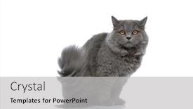  Presentation with art white gray grey - Theme consisting of little-longhair-cat-with-gray background and a light gray colored foreground