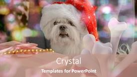  Presentation with dog christmas - Amazing PPT theme having little-maltese-dog-dressed backdrop and a coral colored foreground