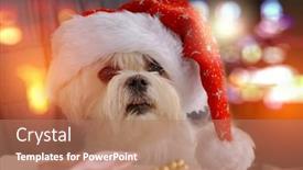 Presentation with dog christmas - Theme having little-maltese-dog-dressed background and a coral colored foreground