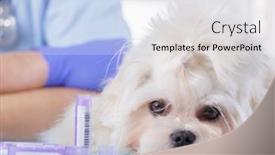  Presentation with vet - Slide set having little-maltese-dog-lies background and a white colored foreground