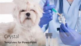  Presentation with vet - Colorful PPT theme enhanced with little-maltese-dog backdrop and a light gray colored foreground