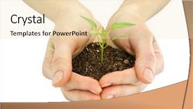  Presentation with hands planting a cabbage seedling - PPT theme with little men theme - wooman holding a plant background and a lemonade colored foreground