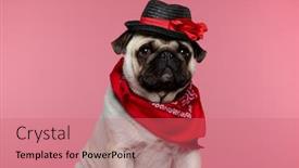  Presentation with pink black - Beautiful PPT layouts featuring little-mops-puppy-dog-sitting backdrop and a coral colored foreground