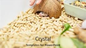  Presentation with laboratory mouse - Cool new slide set with little mouse is hiding backdrop and a blonde colored foreground