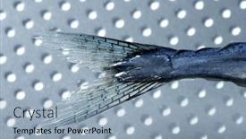  Presentation with needle - Presentation enhanced with little-needle-fish-tail-uncooked background and a light blue colored foreground