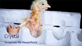  Presentation with chick - PPT layouts featuring little newly hatched chick in an egg box background and a sky blue colored foreground