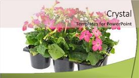  Presentation with tobacco - Cool new presentation theme with little nicotiana tobacco plants in pink for the garden backdrop and a lemonade colored foreground