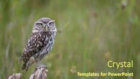  Presentation with cartoon owl - Theme enhanced with owl or athene noctua sitting background and a tawny brown colored foreground