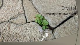  Presentation with growing - 