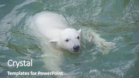  Presentation with polar bear - Theme enhanced with little polar bear swimming background and a gray colored foreground