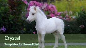  Presentation with foal - Beautiful PPT theme featuring little pony - american miniature horse palomino foal backdrop and a tawny brown colored foreground