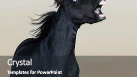  Presentation with vertical - Beautiful slide set featuring little pony - angry american miniature horse vertical backdrop and a wine colored foreground