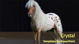  Presentation with appaloosa horse - Presentation theme with little pony - appaloosa american miniature horse standing background and a tawny brown colored foreground