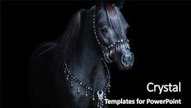  Presentation with black - Beautiful PPT theme featuring little pony - black american miniature horse horizontal backdrop and a black colored foreground