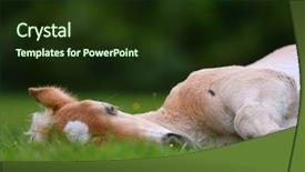  Presentation with foal - Beautiful slides featuring little pony - young cute foal outdoor resting backdrop and a tawny brown colored foreground