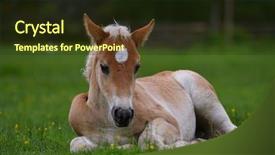  Presentation with foal - Beautiful PPT layouts featuring little pony - young cute foal outdoor resting backdrop and a tawny brown colored foreground