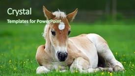  Presentation with foal - Slides consisting of little pony - young cute foal outdoor background and a tawny brown colored foreground