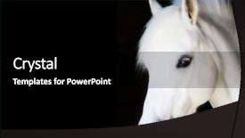  Presentation with black 3d plastic print texture - PPT layouts consisting of little pony prince isolated background and a black colored foreground