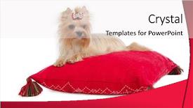  Presentation with red and gold leaves - Cool new PPT theme with little prince - golden yorkshire terrier on red backdrop and a white colored foreground