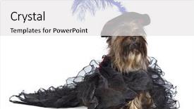  Presentation with dress ethics - Beautiful presentation theme featuring little prince - yorkshire terrier wearing luxurious dress backdrop and a white colored foreground