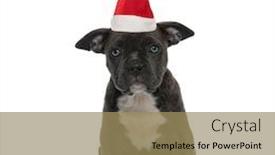  Presentation with bully - Slides with little-puppy-american-bully-wearing background and a coral colored foreground