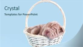  Presentation with child boy hold basket - Theme with little puppy dreaming sweetly in a basket background and a sky blue colored foreground