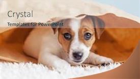  Presentation with russell - Theme having little-puppy-hid-in-paper background and a sky blue colored foreground