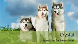  Presentation with husky - Audience pleasing slide set consisting of little puppy of siberian husky backdrop and a yellow colored foreground