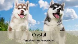  Presentation with husky - Cool new theme with little puppy of siberian husky backdrop and a mint green colored foreground
