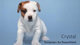  Presentation with puppy - Cool new slide deck with little-puppy-on-blue-background backdrop and a light blue colored foreground