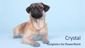  Presentation with puppy - Beautiful slide deck featuring little-puppy-pug-laying backdrop and a sky blue colored foreground