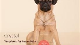  Presentation with puppy - Slide deck having little-puppy-pug-playing background and a lemonade colored foreground