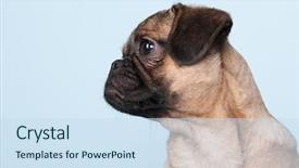  Presentation with puppy - Cool new presentation design with little-puppy-pug-portrait backdrop and a sky blue colored foreground