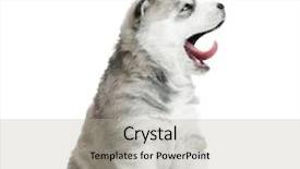  Presentation with husky - Cool new presentation with little puppy siberian husky dog backdrop and a  colored foreground