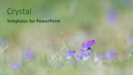  Presentation with nature purple - Cool new presentation with little-purple-dune-pansy backdrop and a seafoam green colored foreground