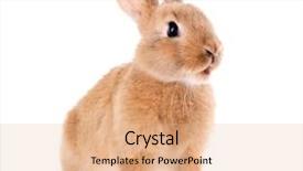  Presentation with rabbit - Slide set with little rabbit isolated on white background and a coral colored foreground