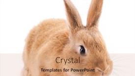  Presentation with rabbit - PPT theme enhanced with little-rabbit-isolated-on-white background and a coral colored foreground