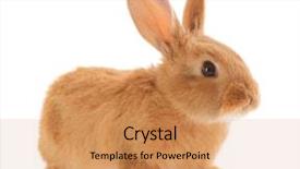  Presentation with rabbit - Presentation design with little rabbit isolated on white background and a coral colored foreground