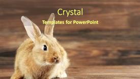  Presentation with rabbit - Beautiful PPT theme featuring little-rabbit-on-wooden-background backdrop and a tawny brown colored foreground