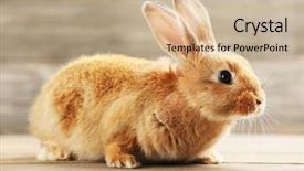  Presentation with rabbit - Amazing presentation theme having little rabbit on wooden background backdrop and a soft green colored foreground