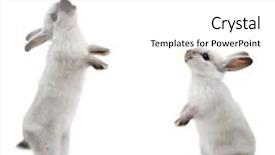  Presentation with rabbit - Presentation enhanced with little rabbits on white background and a white colored foreground