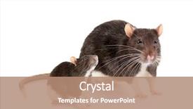  Presentation with rat - Audience pleasing presentation theme consisting of little rat with mother backdrop and a coral colored foreground