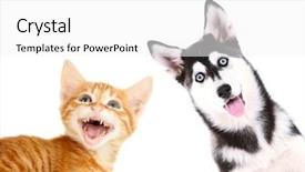  Presentation with husky - Audience pleasing theme consisting of cat dog adopt - little red kitten and husky backdrop and a white colored foreground