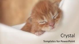  Presentation with kitten - Slide deck having little red kitten slipping under white blanket background and a soft green colored foreground